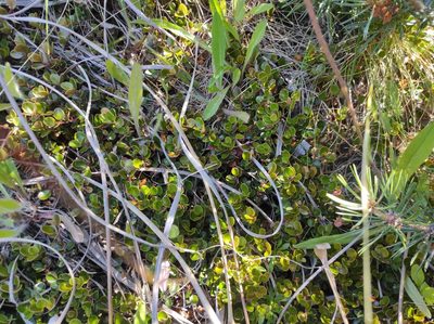 Myrsine nummularia, photographed by Max Tweddell