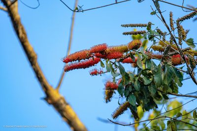 Combretum farinosum, photographed by Daniel Pineda Vera
