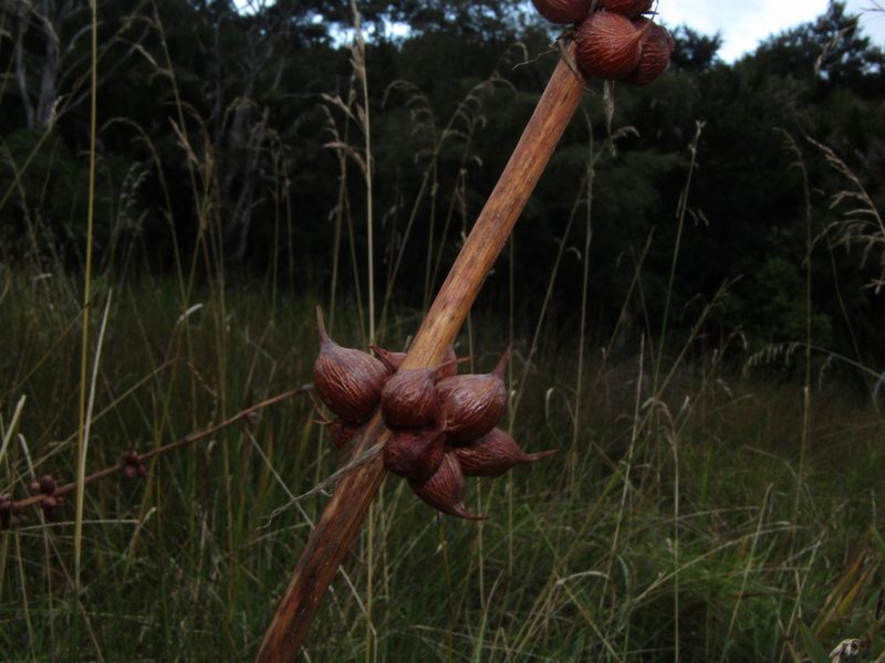 Watsonia meriana, photographed by Saryu Mae 前 朝琉