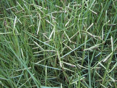 Paspalum vaginatum, photographed by Saryu Mae 前 朝琉