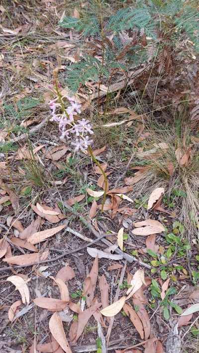 Dipodium pardalinum, photographed by graeme lunt
