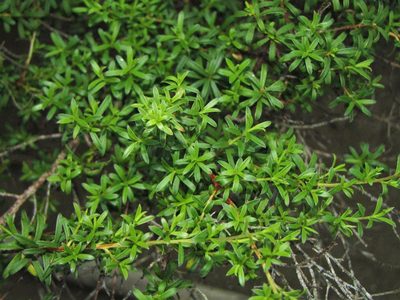 Kunzea robusta, photographed by Saryu Mae 前 朝琉