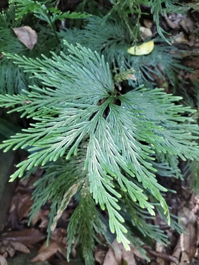 Selaginella longipinna, photographed by Matthew Borella