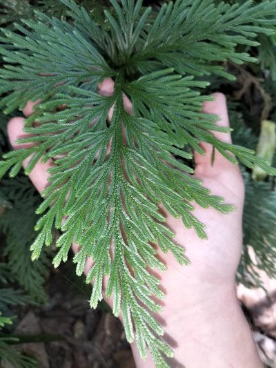 Selaginella longipinna, photographed by Matthew Borella