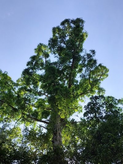Agathis microstachya, photographed by Matthew Borella