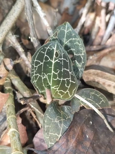 Anoectochilus yatesiae, photographed by Matthew Borella