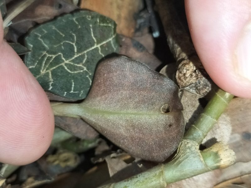 Anoectochilus yatesiae, photographed by Matthew Borella