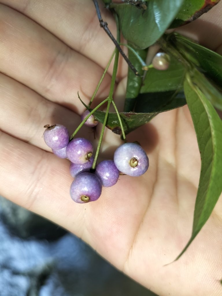 Syzygium alatoramulum, photographed by Matthew Borella