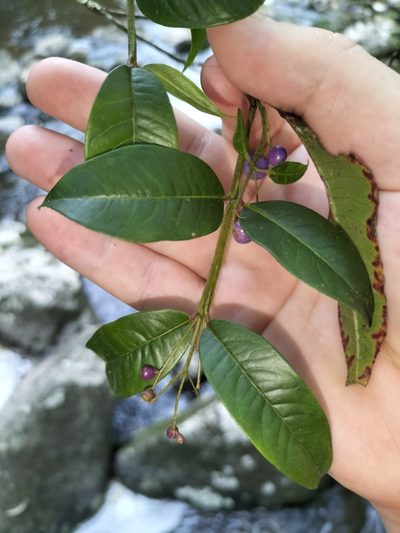 Syzygium alatoramulum, photographed by Matthew Borella
