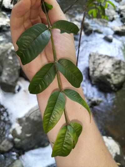 Syzygium alatoramulum, photographed by Matthew Borella