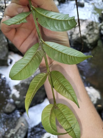 Syzygium alatoramulum, photographed by Matthew Borella