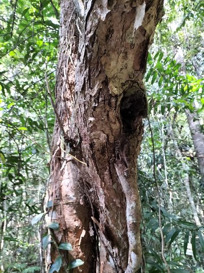 Syzygium alatoramulum, photographed by Matthew Borella