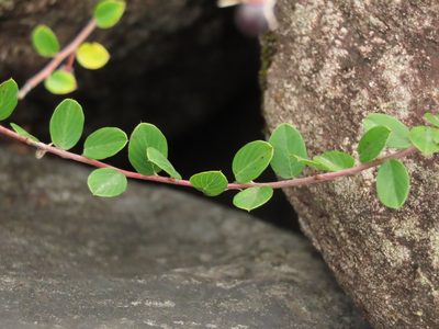 Berchemia lineata, photographed by chiuluan