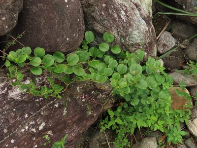 Smilax china, photographed by chiuluan