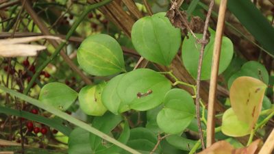 Smilax china, photographed by chiuluan