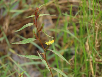Ludwigia erecta, photographed by chiuluan