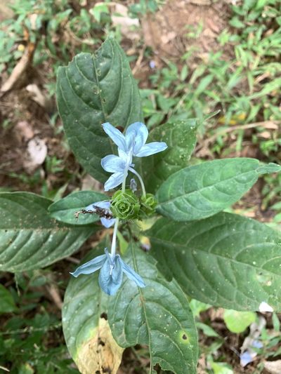 Ecbolium ligustrinum, photographed by Divya Mudappa