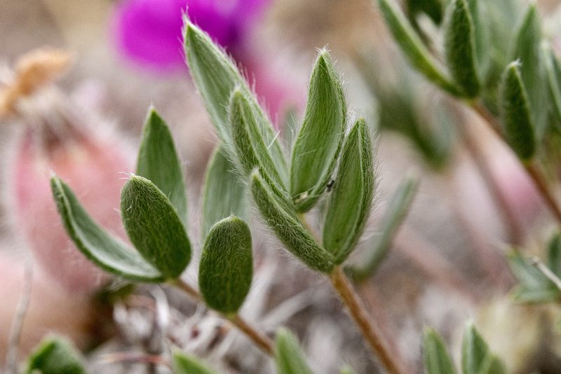 Oxytropis multiceps, photographed by Cecelia Alexander