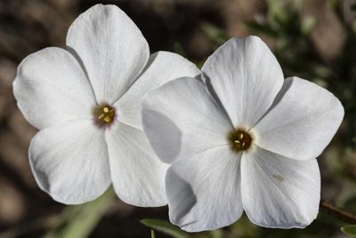 Phlox andicola, photographed by Cecelia Alexander
