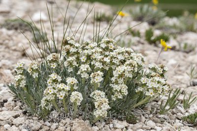 Oreocarya cana, photographed by Cecelia Alexander