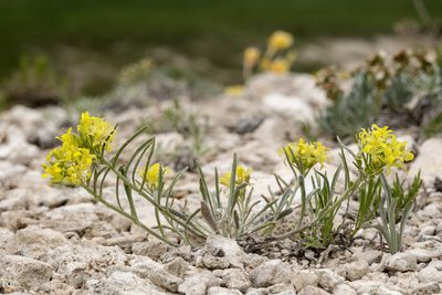 Physaria ludoviciana, photographed by Cecelia Alexander