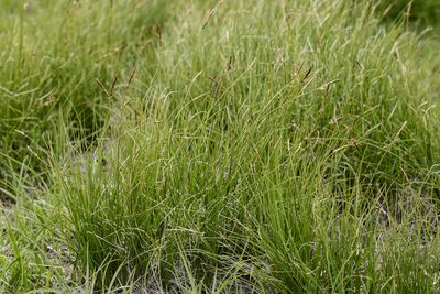 Carex filifolia, photographed by Cecelia Alexander