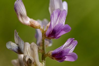 Astragalus gracilis, photographed by Cecelia Alexander