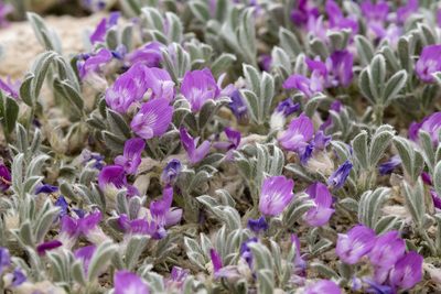 Astragalus sericoleucus, photographed by Cecelia Alexander