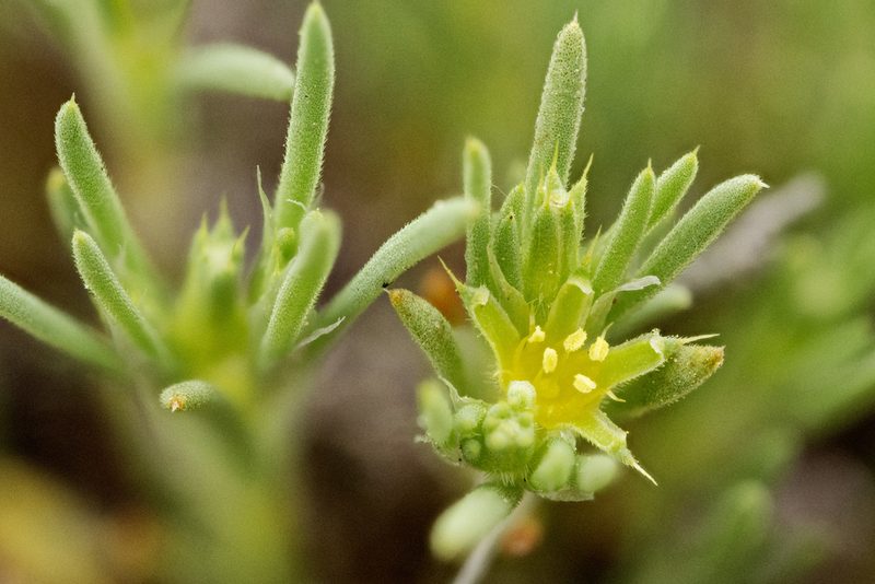Paronychia depressa, photographed by Cecelia Alexander