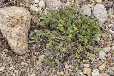 Paronychia depressa, photographed by Cecelia Alexander