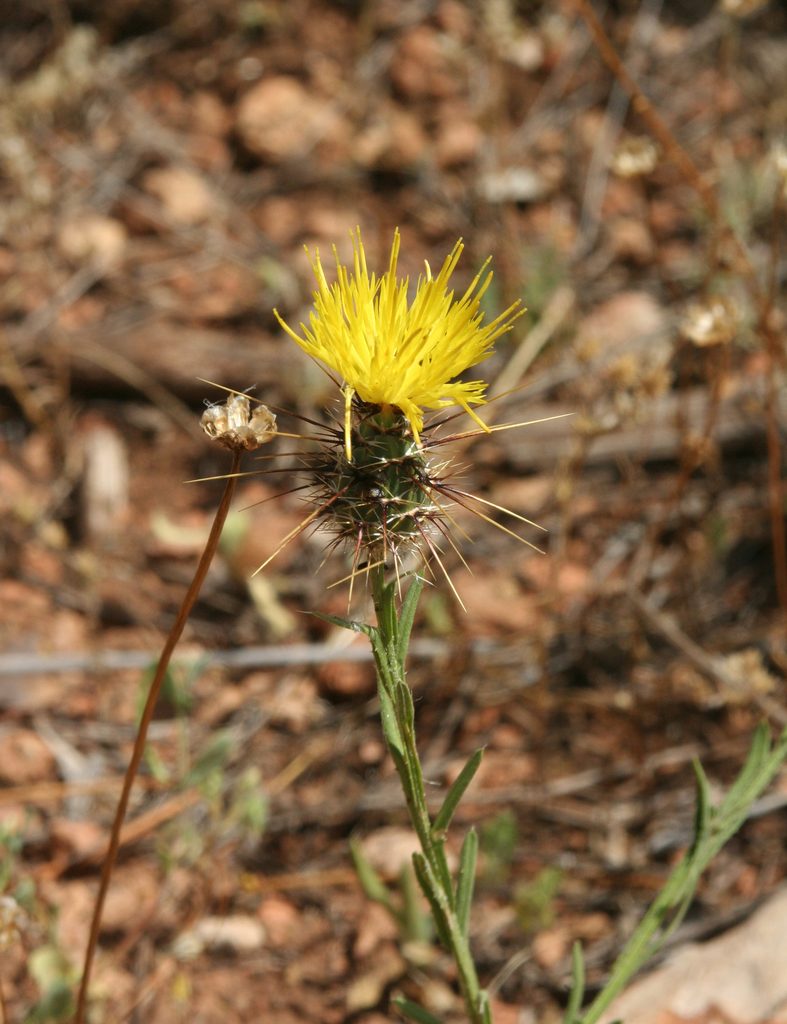 Centaurea sulphurea, photographed by Oleg Kosterin