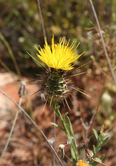 Centaurea sulphurea, photographed by Oleg Kosterin