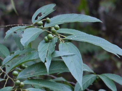 Grewia serrulata, photographed by Dinesh Valke