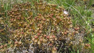 Lampranthus stenus, photographed by James Deacon