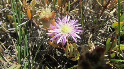 Lampranthus stenus, photographed by James Deacon