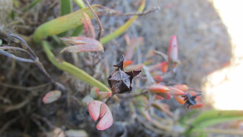 Lampranthus calcaratus, photographed by James Deacon
