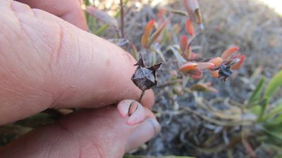 Lampranthus calcaratus, photographed by James Deacon