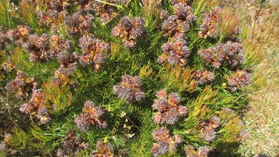 Serruria glomerata, photographed by James Deacon