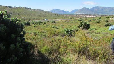 Protea scolymocephala, photographed by James Deacon