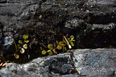 Epilobium pernitens, photographed by Christopher Stephens
