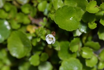 Forstera tenella, photographed by Christopher Stephens