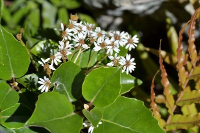 Olearia arborescens, photographed by Christopher Stephens