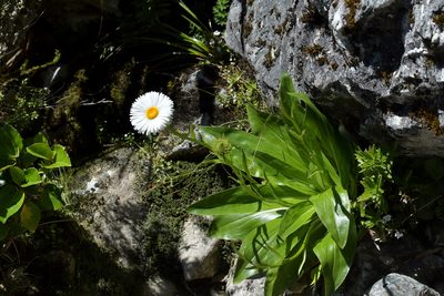 Celmisia holosericea, photographed by Christopher Stephens