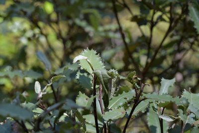 Olearia ilicifolia, photographed by Christopher Stephens