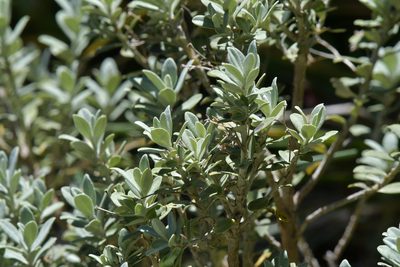 Olearia moschata, photographed by Christopher Stephens