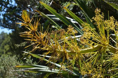 Aciphylla horrida, photographed by Christopher Stephens