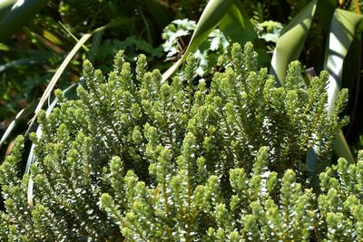 Olearia nummulariifolia, photographed by Christopher Stephens