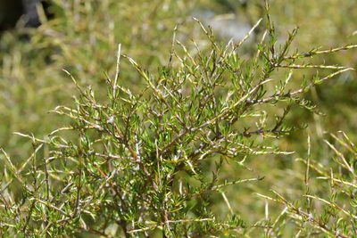 Coprosma rugosa, photographed by Christopher Stephens