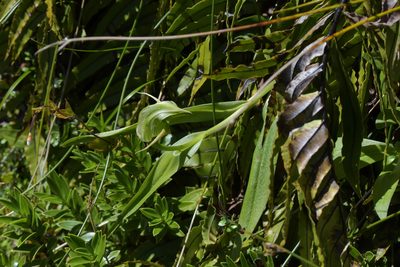 Pterostylis australis, photographed by Christopher Stephens