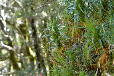Dracophyllum menziesii, photographed by Christopher Stephens